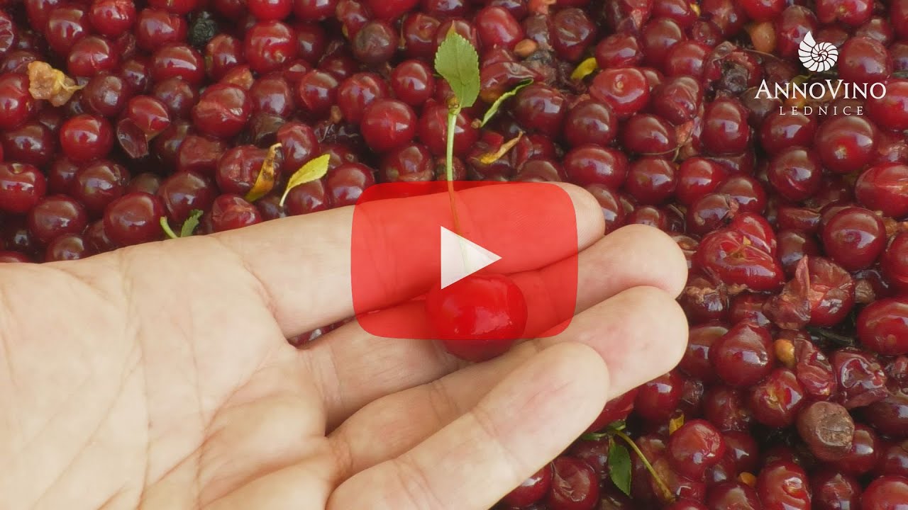 Nemůžete se dočkat Burčáku? Dopřejte si první letošní Višňák!