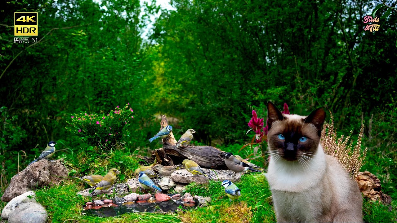 🔴 Birds LIVE: Birds  for Cats to Watch & Relax🦜😺Cat TV ♫ BGM📺4k HDR🎼5.1 audio