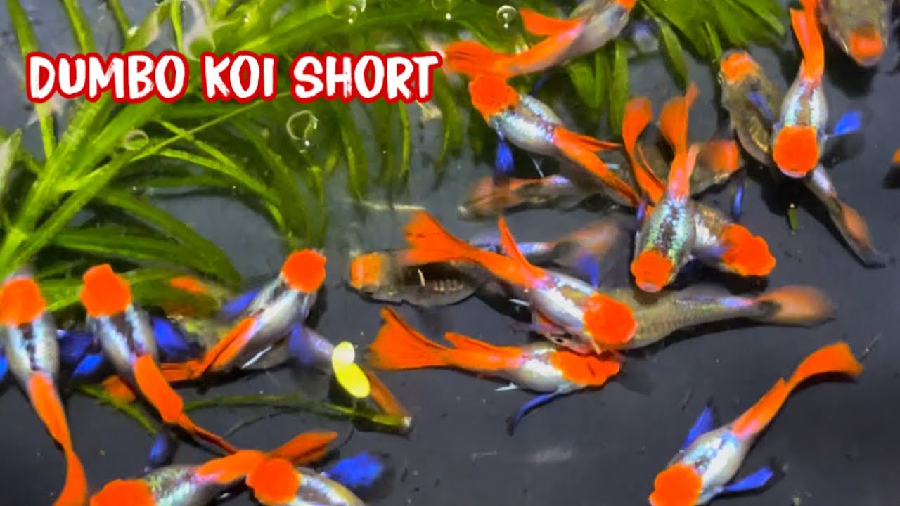 Cập Nhật Nhiều Loại Cá 7 Màu Giá Rẻ Đầu Tháng 11 | Guppy | Phúc Phan TV