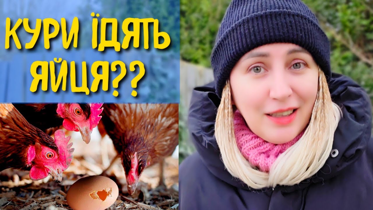 КУРИ ЇДЯТЬ ЯЙЦЯ??ПРИЧИНИ РОЗКЛЬОВУ В КУРЕЙ І ЩО РОБИТИ ЩОБ КУРИ НЕ ЇЛИ ЯЄЦЬ.ДОСВІД НА МОЄМУ ПОДВІР'Ї
