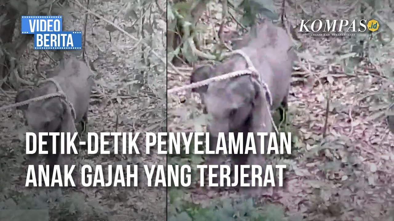 Anak Gajah di Way Kambas Terjerat Pemburu, Upaya Pembebasan Jerat Butuh 2 Pekan