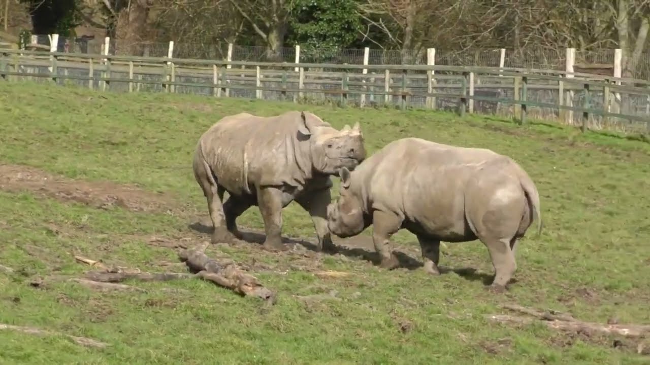 Safari experience at Port Lympne Wildlife Park - Kent, England