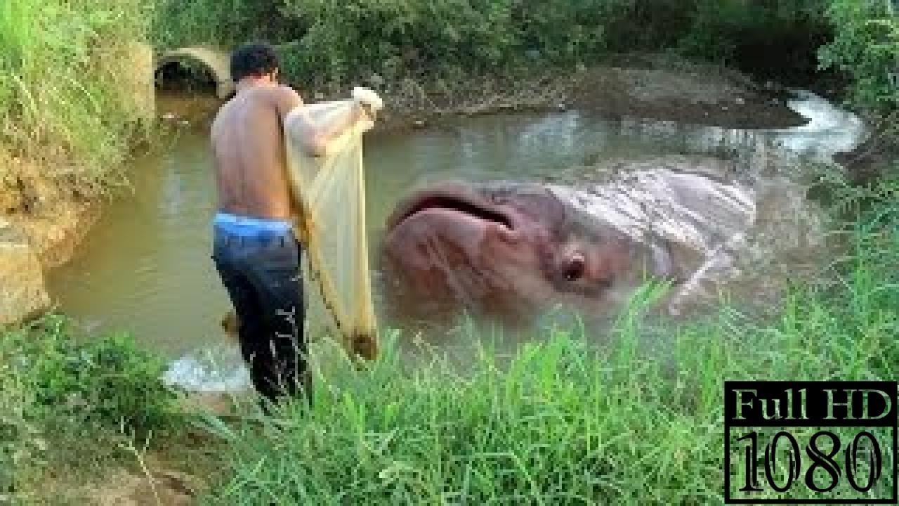 Net Fishing at Battambang Province - Cambodia Traditional Fishing - khmer Cast Fi