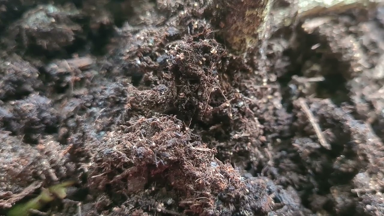 Soil mites, very beneficial to the plants #curryplant #soilmites
