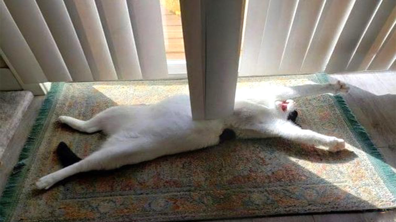 ПРИКОЛЫ С КОТАМИ  Самые Смешные Животные  Смешное видео с котами #6