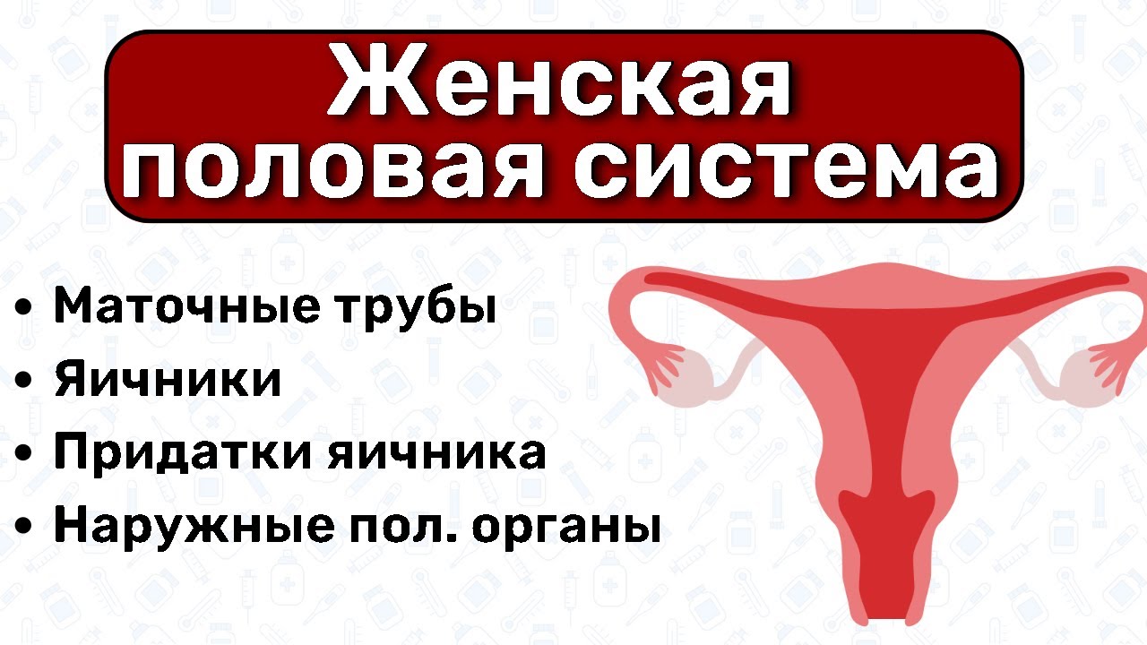 Женская половая система АНАТОМИЯ и ГИСТОЛОГИЯ: строение яичников, маточные трубы анатомия влагалища