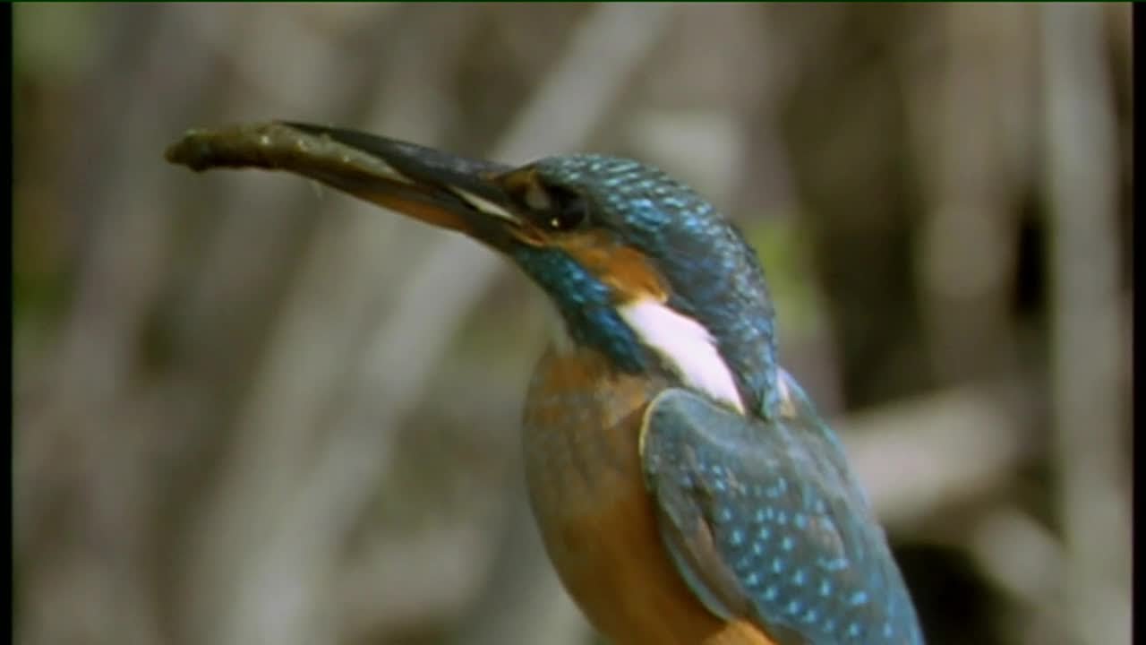 Éamon de Buitléar - Loch go Farraige  | Ainmhithe na hÉireann | TG4
