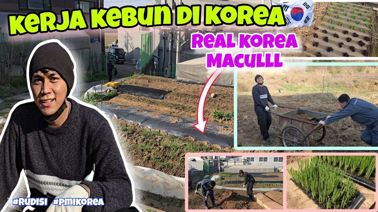 Kerja kebun di korea | realita pmi korea selatan