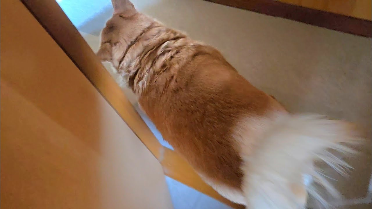 今日も風呂場ダッシュをかますオイヌ様(雑種犬)