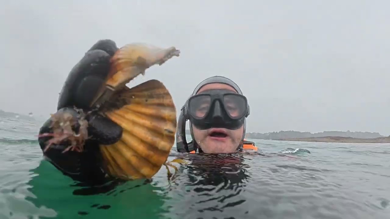 Les 1ères coquilles de la saison 2025/26 en pêche sous marine. Rance St Malo 