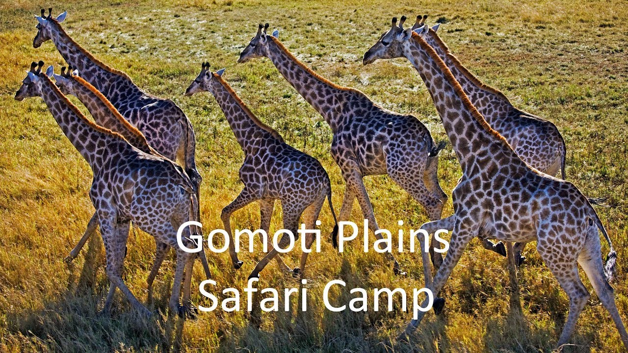 Luxury Lodges of Africa. Gomoti Plains Luxury Safari Camp, Botswana. Machaba Safaris.