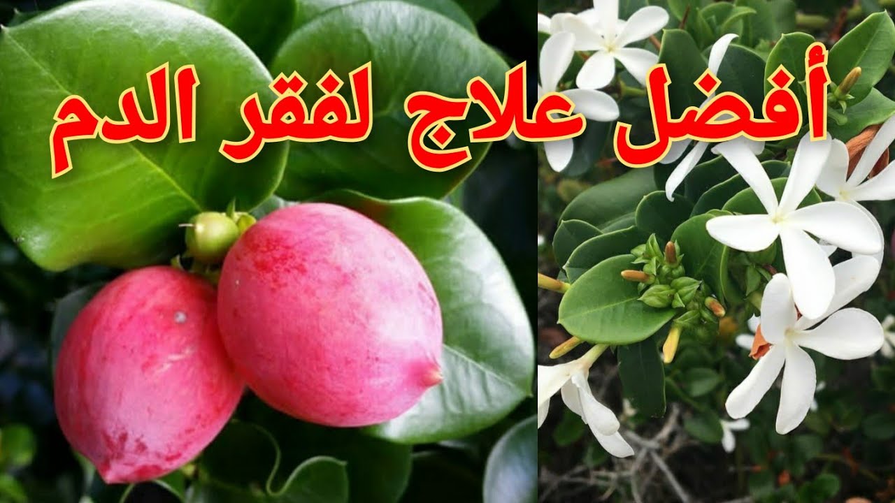 carissa macrocarpa الكاريسا أنجع علاج لفقر الدمbest remedy for anaemia #زراعة