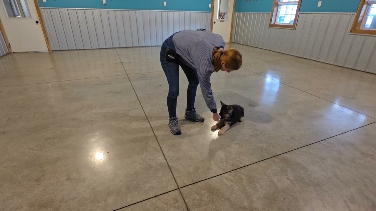 Koda - Never too young to start training