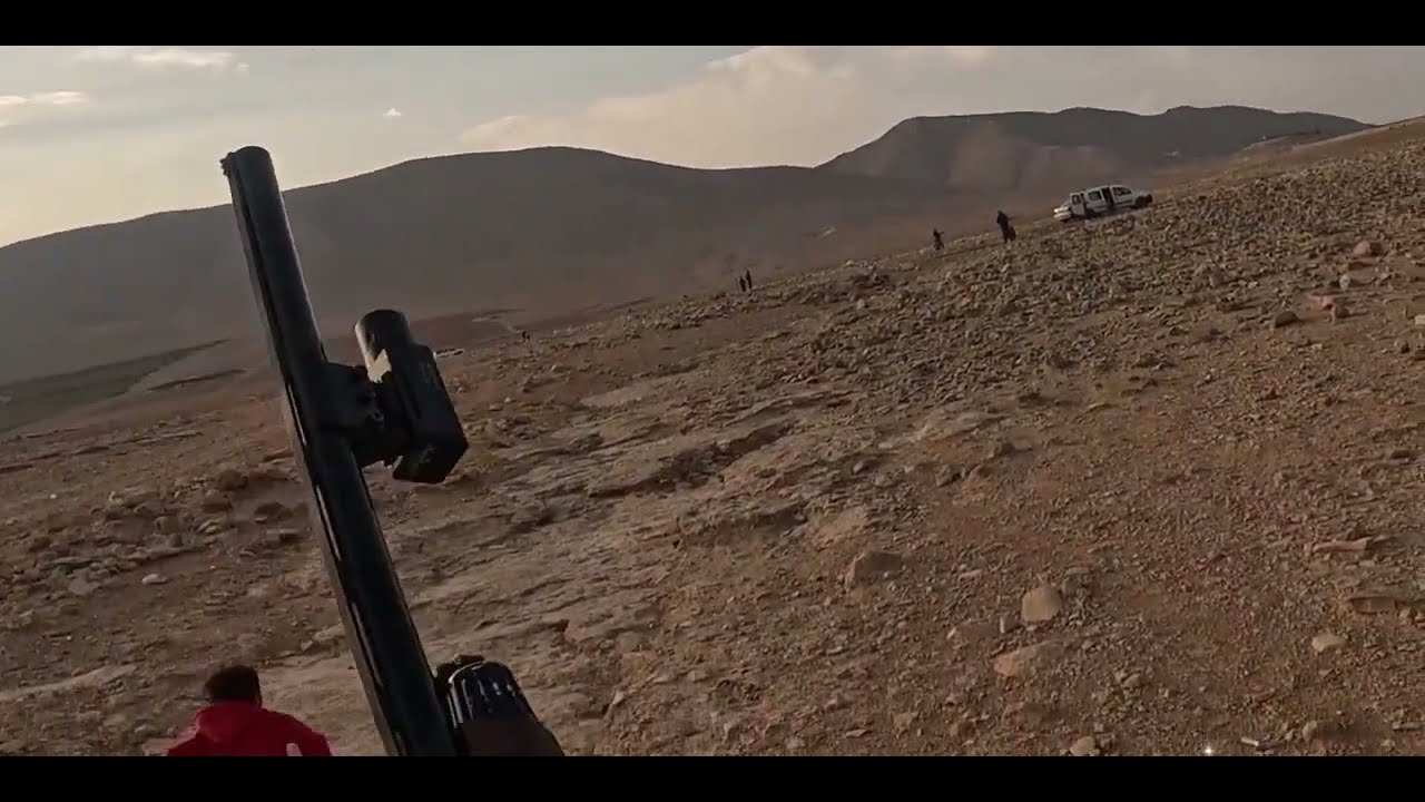 Hunting skylarks#صيد المطوق#زرعي# lebanon#سهل القاع#Nov.2025