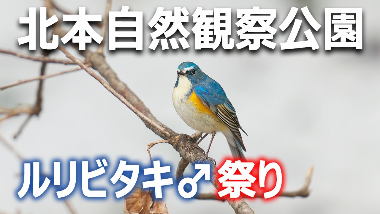 ルリビタキ♂撮り放題！北本自然観察公園