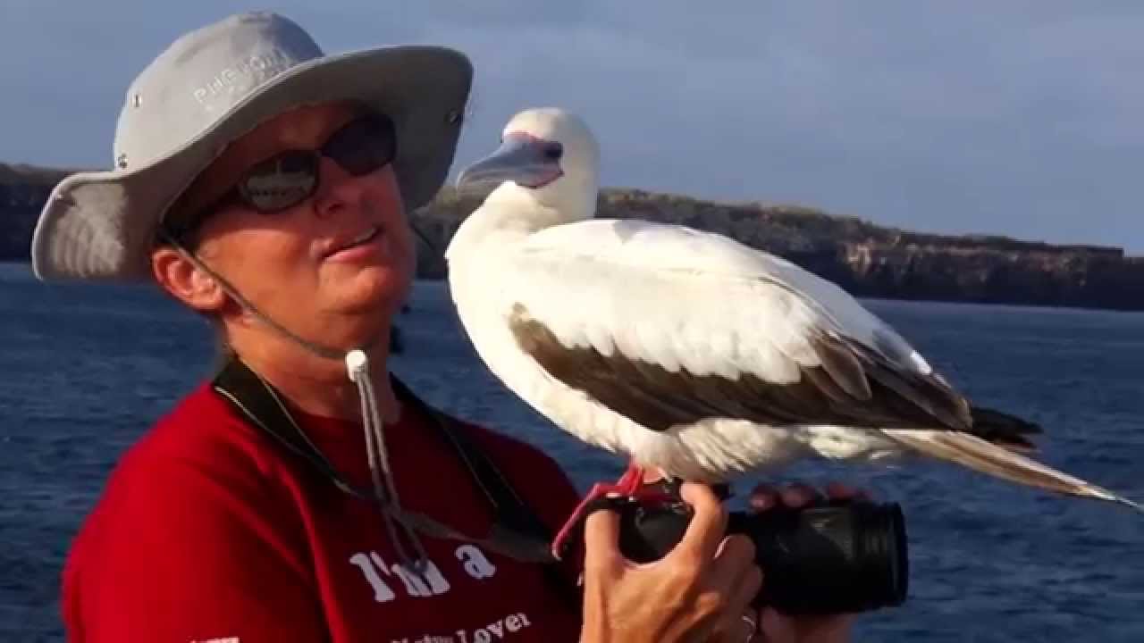 Friendly Red-Footed Booby in Galápagos