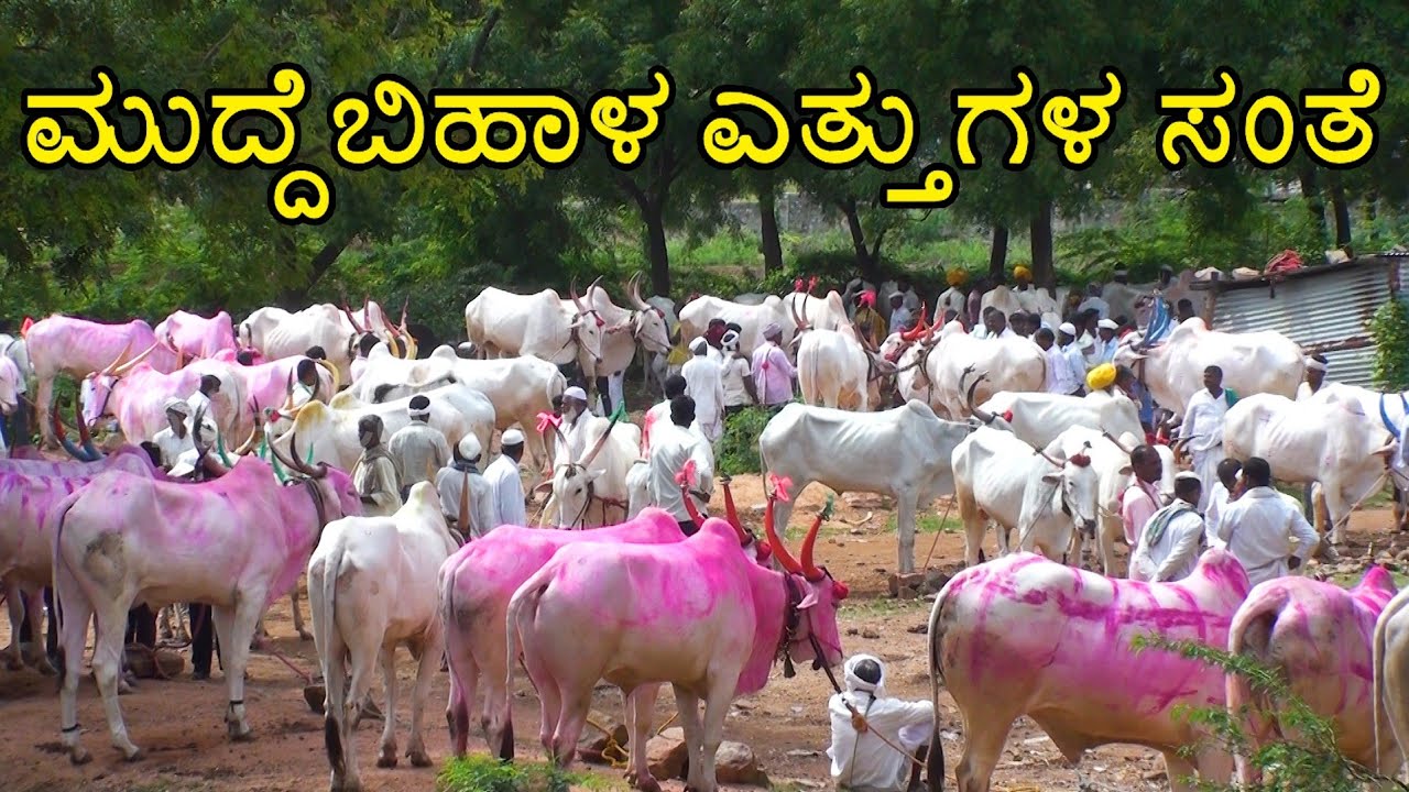 Muddebihal bulls market - Every Thursday