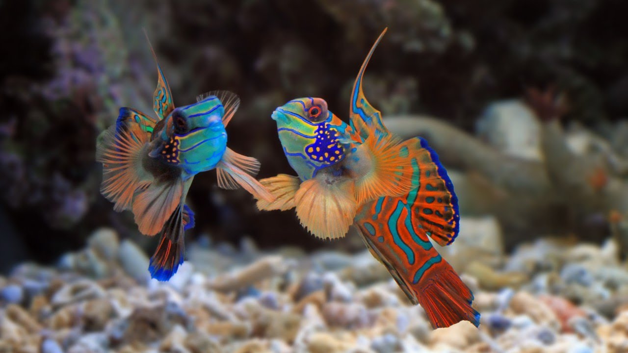 Music heals the heart and blood vessels, Calming music restores the nervous system, relaxing