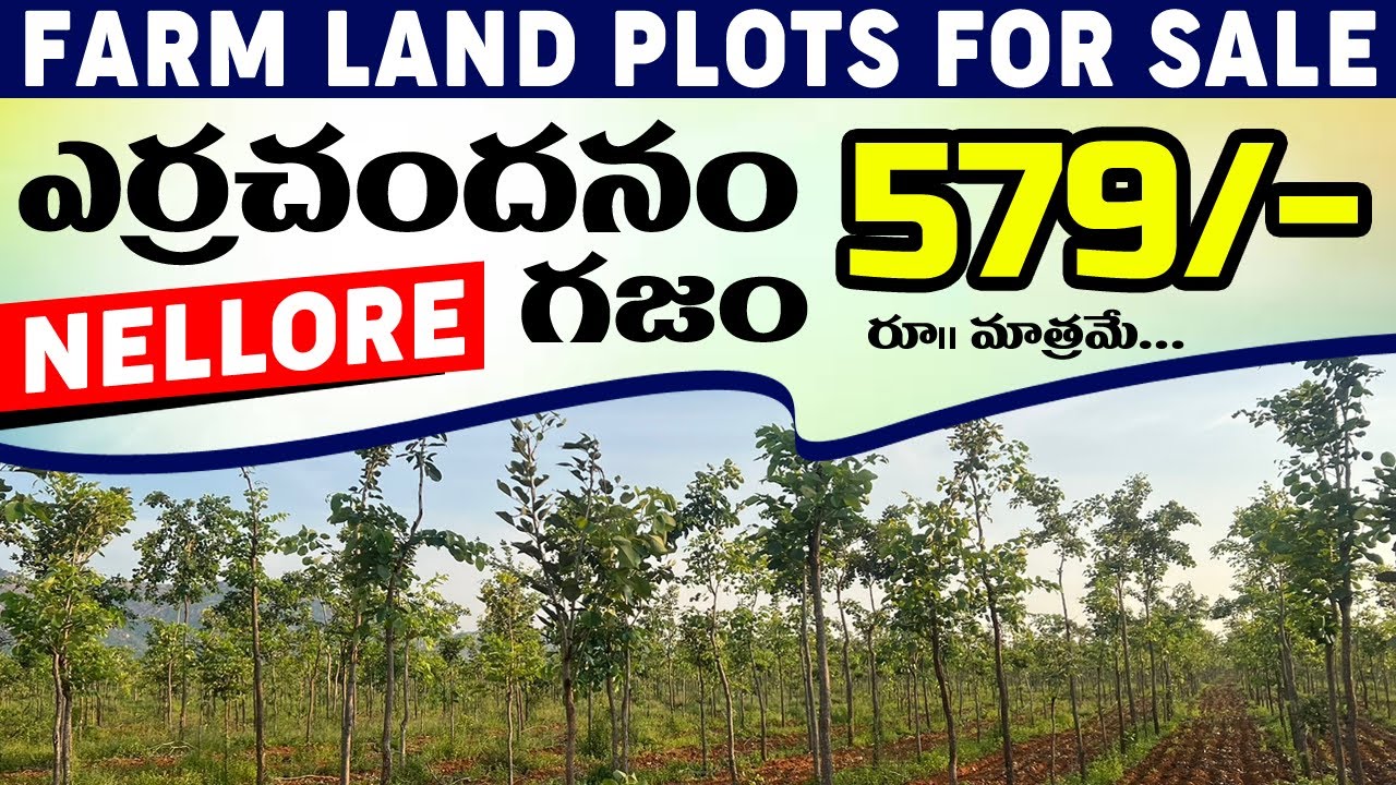 Farmland Plots For Sale in Nellore | ఎర్రచందనం గజం 579/- రూ|| లు | Red Sandalwood | Plots Kaka