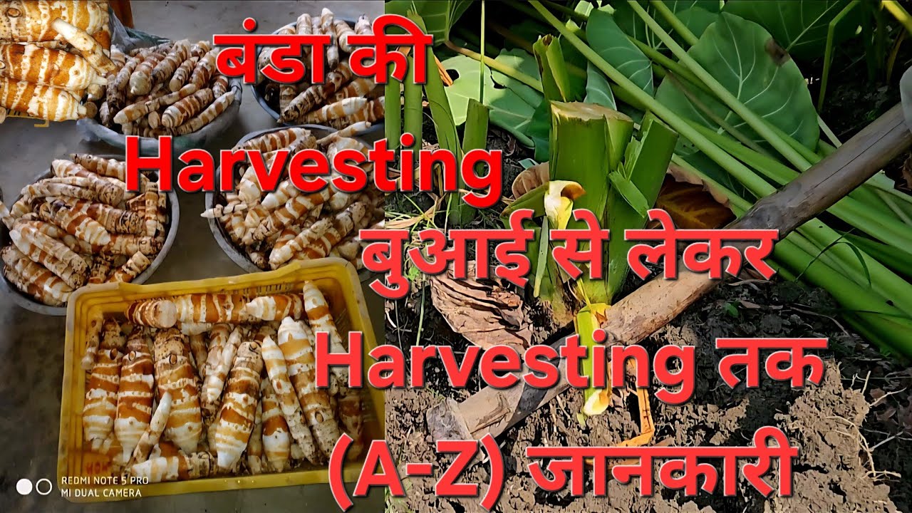 बंडा की खेती कैसे करें (A-Z) जानकारी #बुआई से लेकर Harvesting तक की पूरी जानकारी #banda #viralvideo
