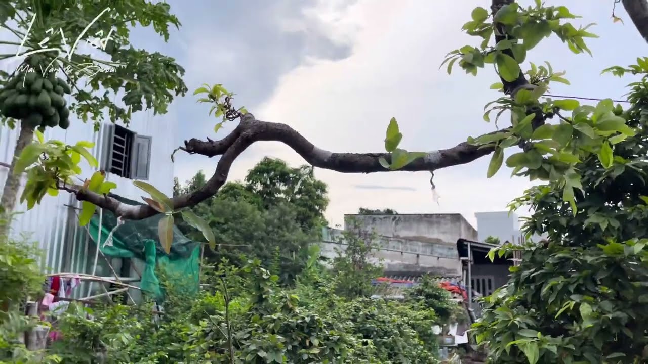 Vài Cây Mai Rừng, Mai Cát đẹp lạ tại vườn mai Văn Hoàng Q12
