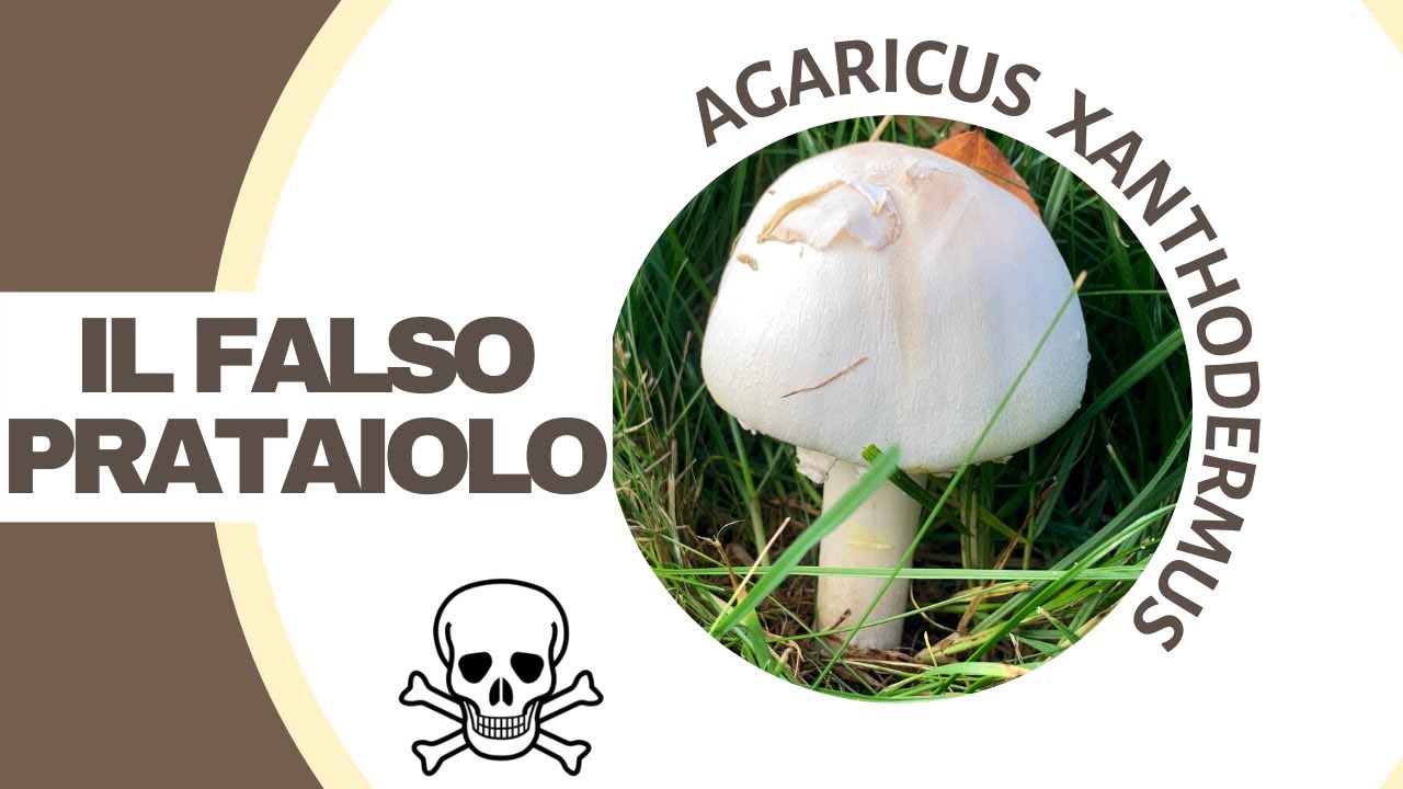 Il falso prataiolo: un fungo ingannatore