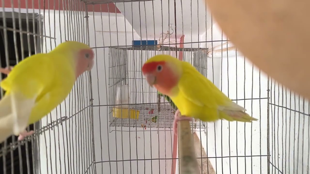 লাববাট পাখির ডাক  #duet #lovebirds #cat @lifeispain7015 @RamimMiah95 #cuteanimal #লাববাট পাখি