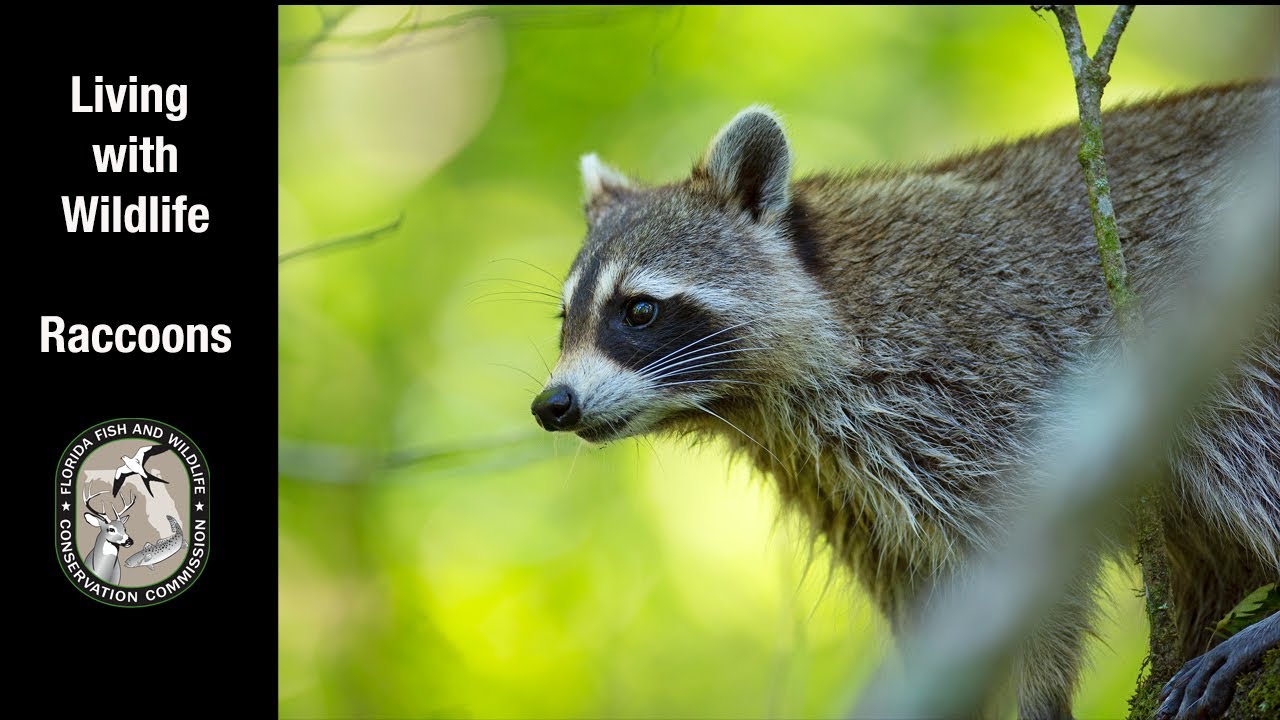 Living with Wildlife: Raccoons