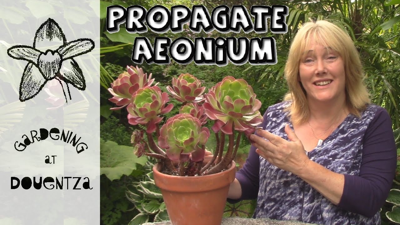 Tips & Tricks for Propagating Aeoniums || Quick & Easy Guide