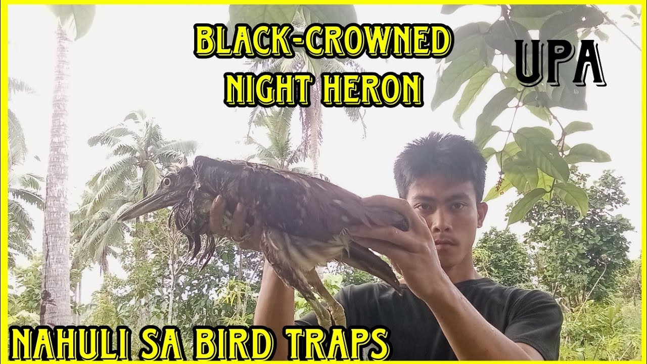 Part 2 Ang laki nito! Nahuli sa ating bird traps😅| bird hunting adventure 