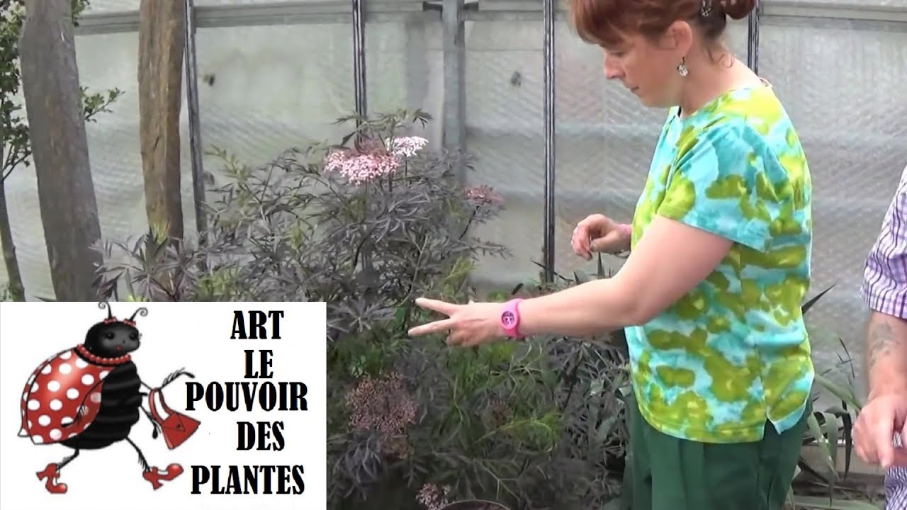 chaine de Jardinage: sureau noir: Comment faire une Bouture: (Sambuscus nigras lace):Plantes vivaces
