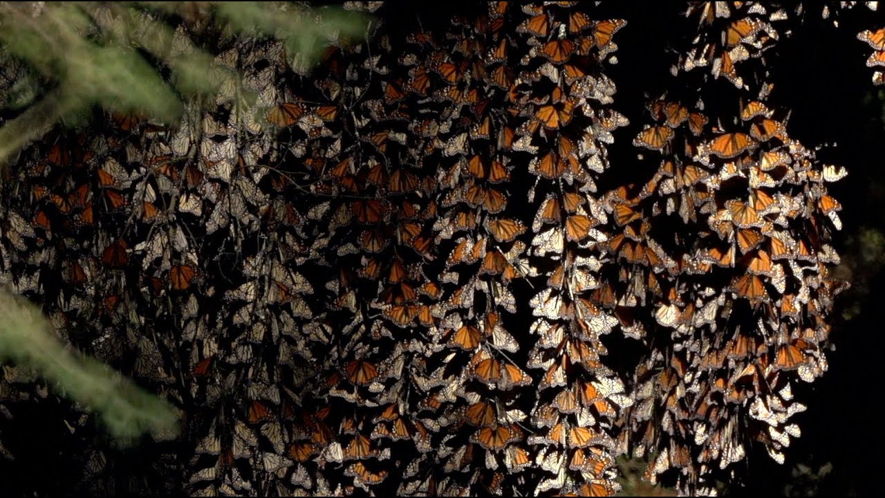 Amazing Monarch Butterfly in Mexico