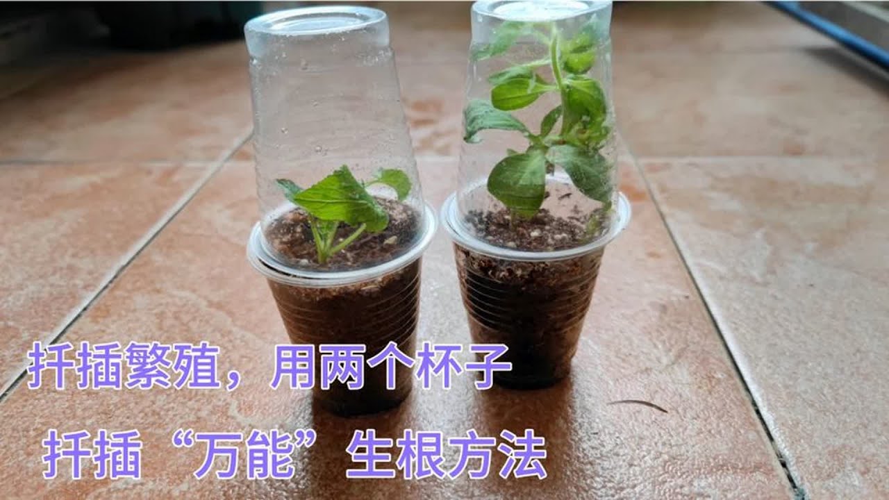 不会扦插？两个一次性“杯子”，教你“万能”生根方法，7天生根