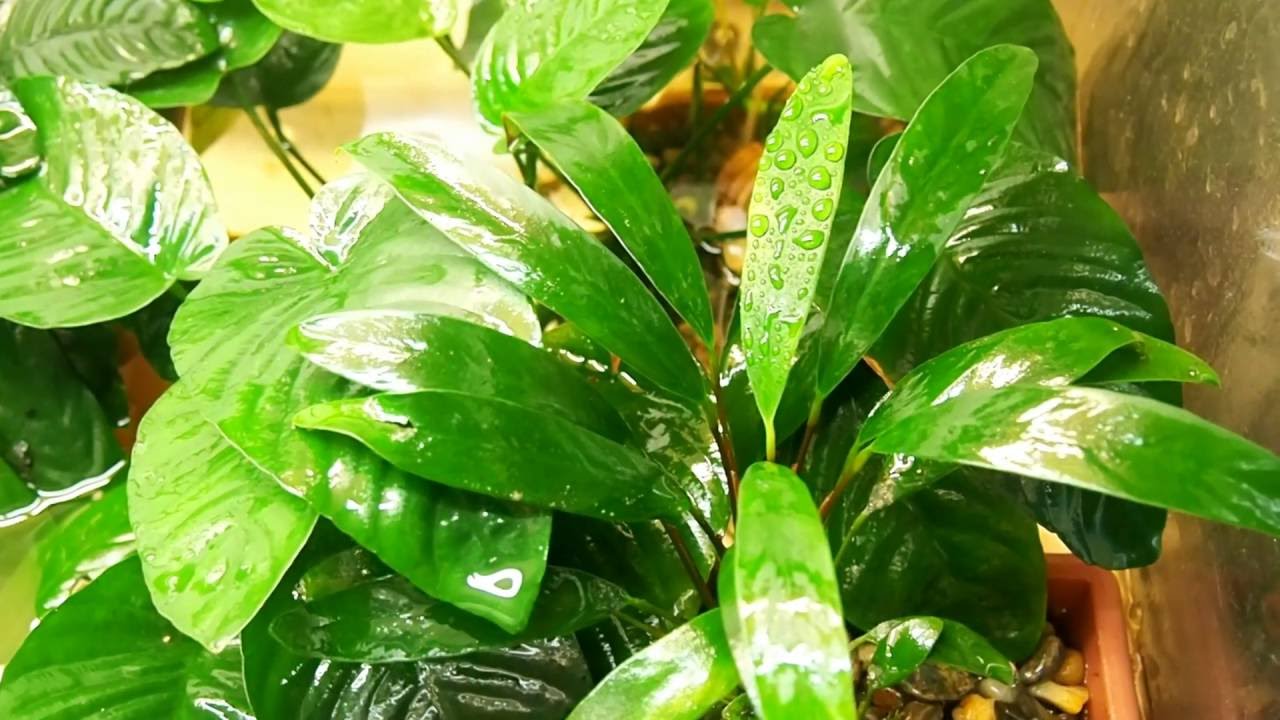 Анубиас узколистный / Anubias barteri var. Angustifolia