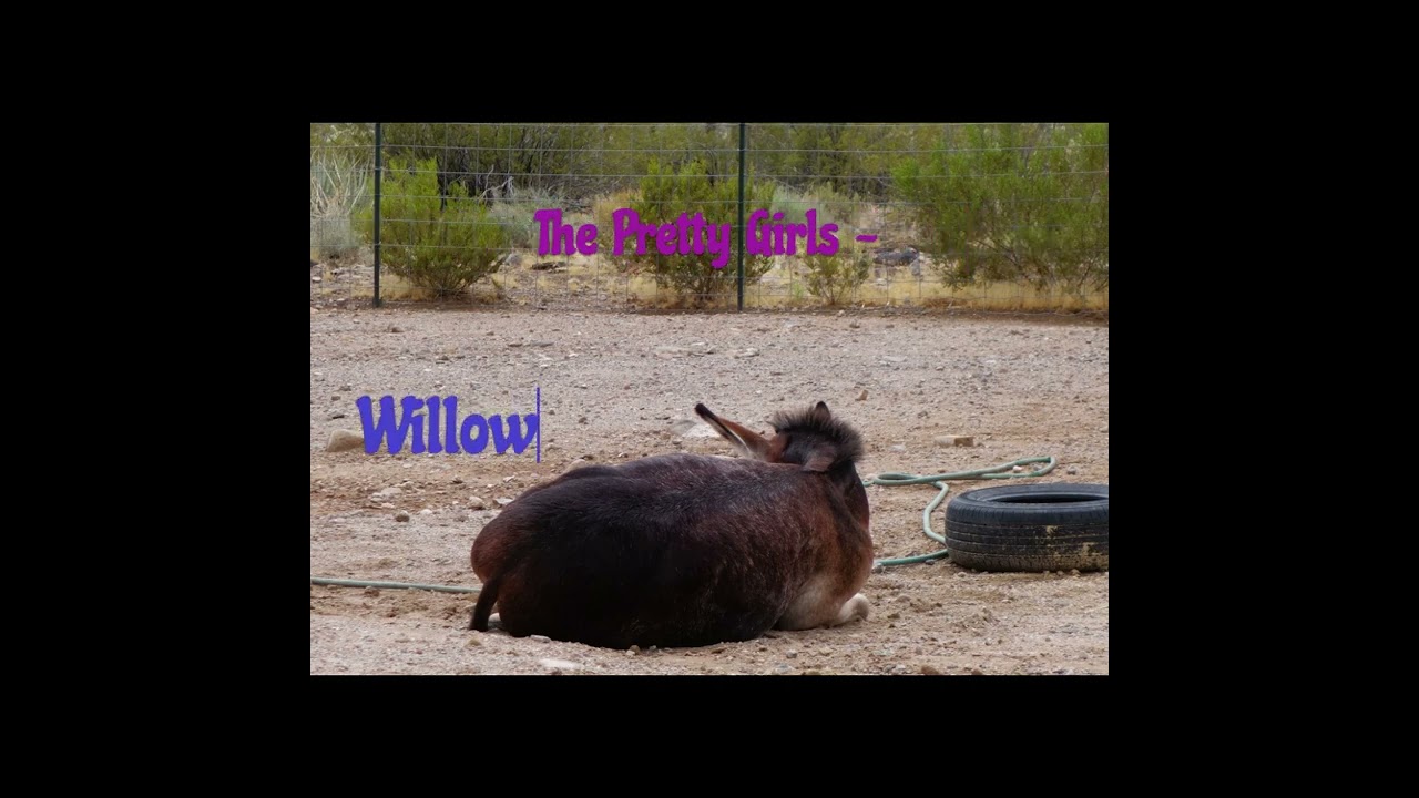 Naptime at Petrichor Ranch (#shorts)