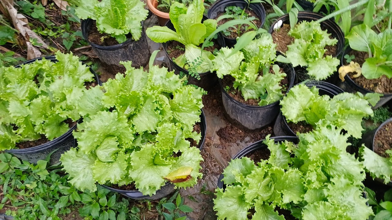 🌱 A Little February Garden Tour! 🌱