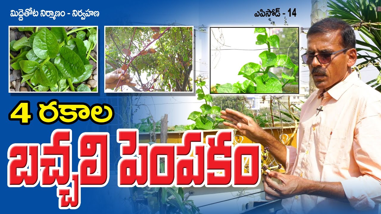 Malabar Spinach Cultivation || మిద్దెతోట పాఠాలు || Raghotham Reddy || Episode - 14