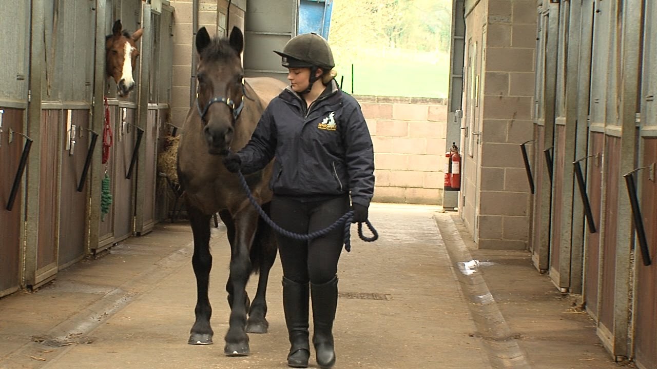 Rehomed rescue horse Charlie helps teach students
