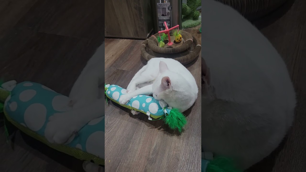 Mochi playing with his new toy