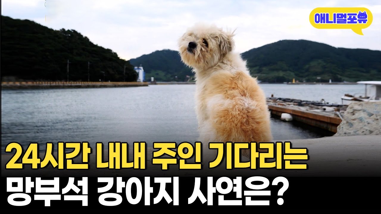 매일 항구에 나가는 망부석 강아지의 사연🐶ㅣKBS 생생정보 200925 방송