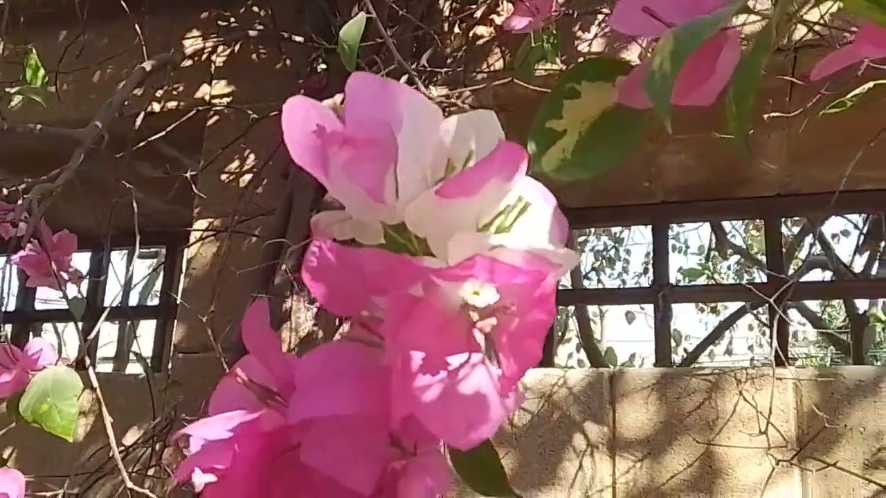 Bagan bail ki#variety#sanchariya bail#videos gardening iaday 