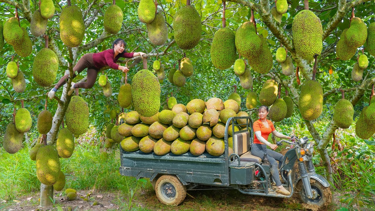 TEMILAPSE -- 288 Days Of Harvesting Giant Jackfruit By Truck For Sale At A Rural Market