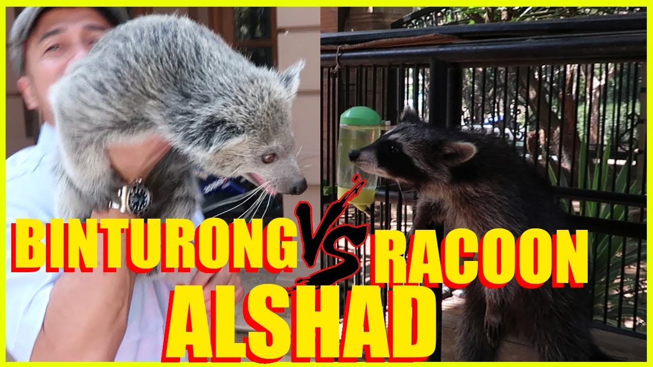 BINTURONG V.S. RACOON NYA ALSHAD