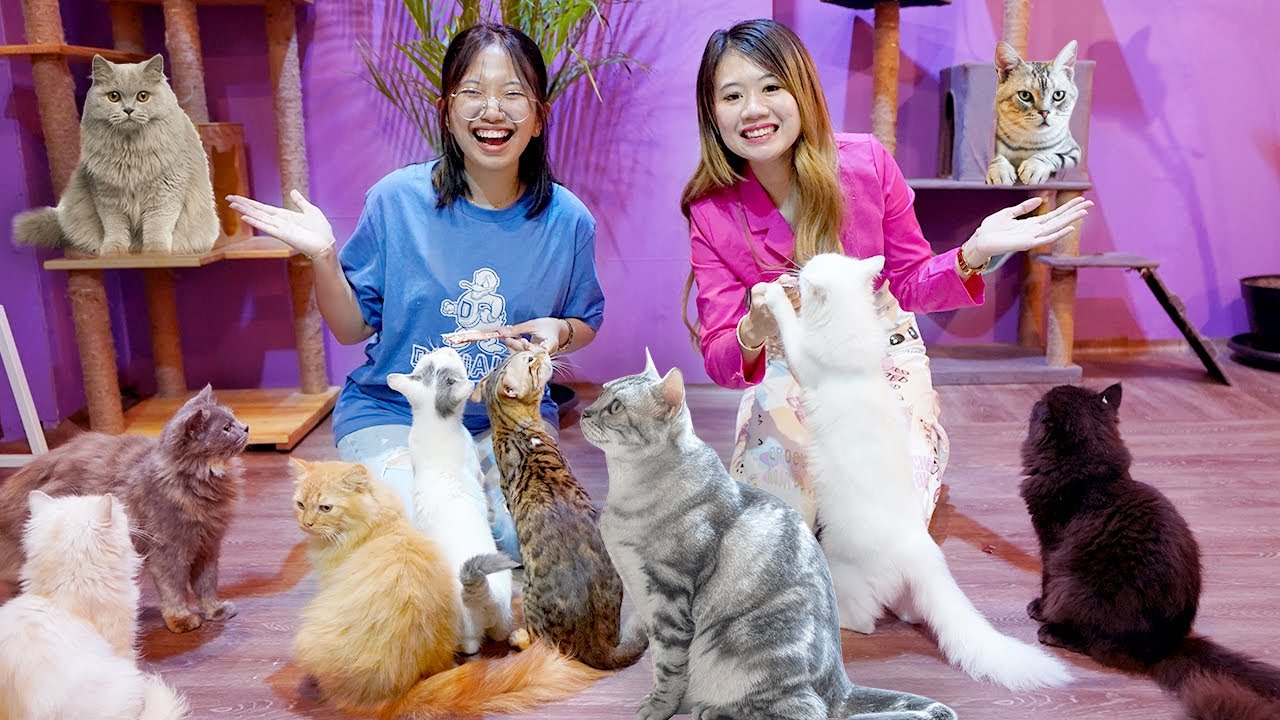 PERGI KE DUNIA KUCING!! MAIN BERSAMA PULUHAN RIBU KUCING!!