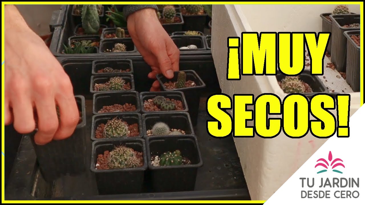 &iquest;C&oacute;mo regar tus cactus tras el REPOSO INVERNAL? 🌵 El primer riego de la temporada ser&aacute; por INMERSI&Oacute;N