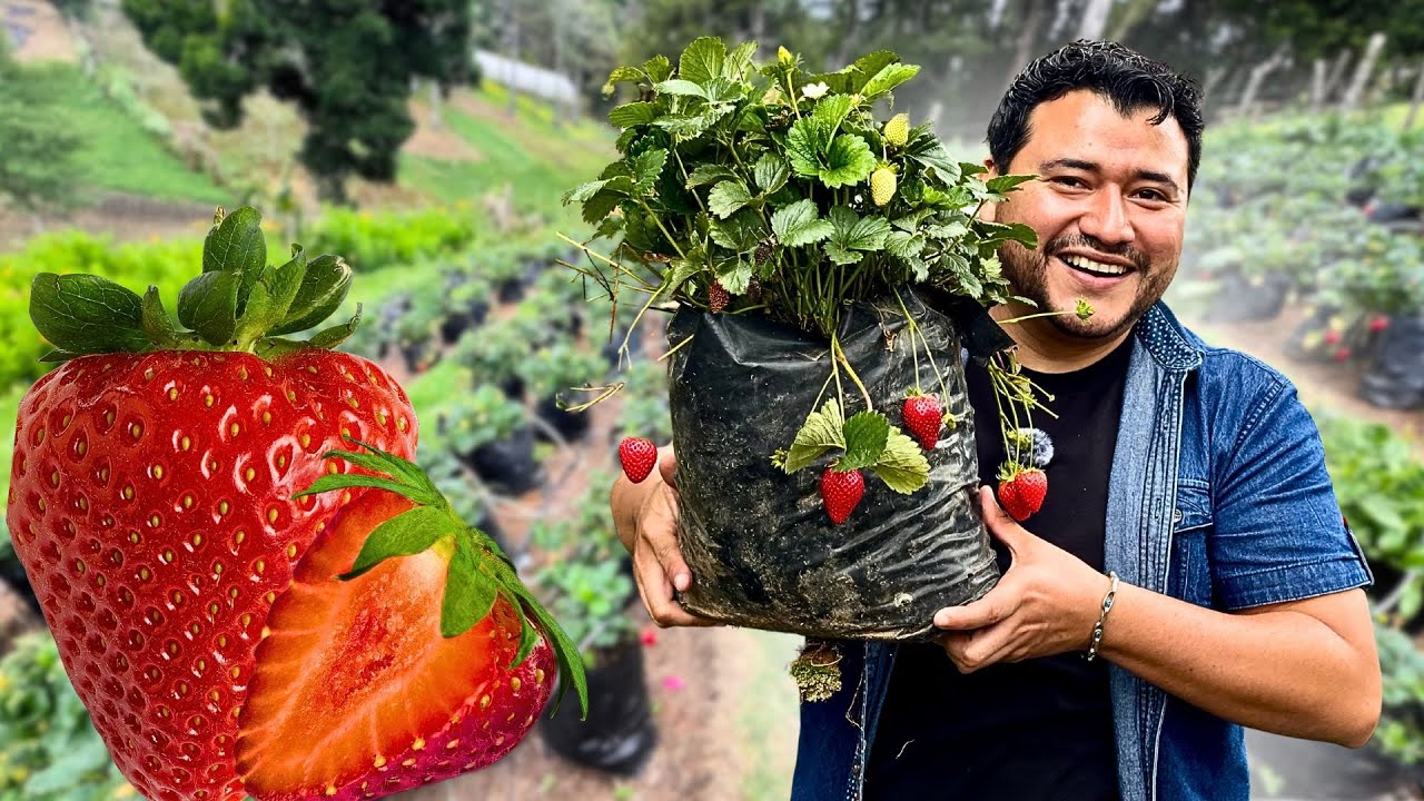 LAS MEJORES Y MAS RICAS FRESAS de CHALATENANGO | Recién cortadas