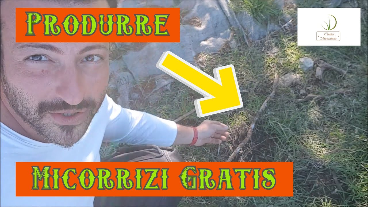 Cosa sono i Micorrizi e Come Produrli da Soli