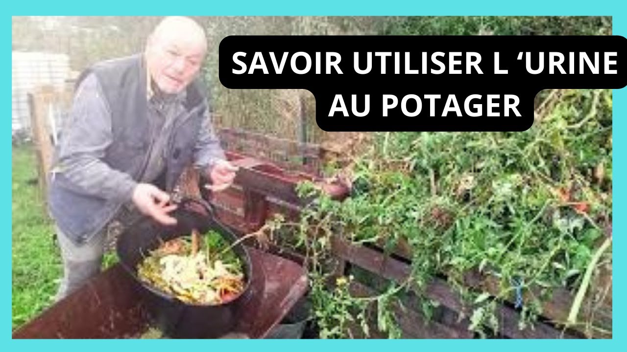 SAVOIR UTILISER L 'URINE  AU JARDIN  ! !  activateur de compost  : c'est l' urine