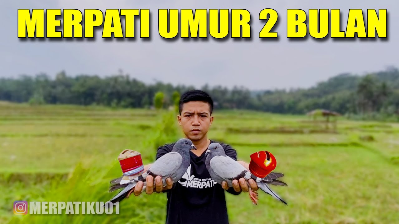 NEKAT !! LEPAS JAUH MERPATI PIYIKAN