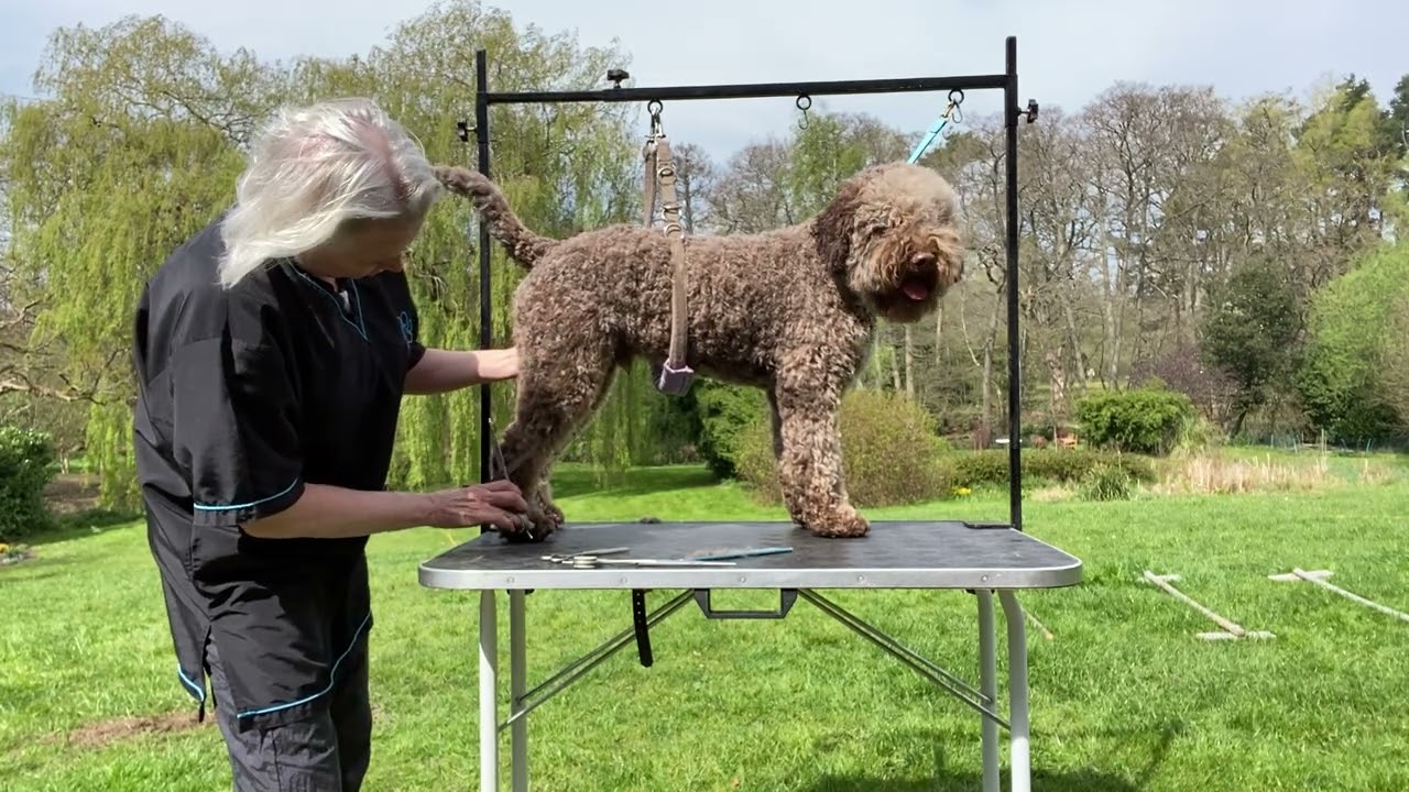 Lagotto Show groom 3